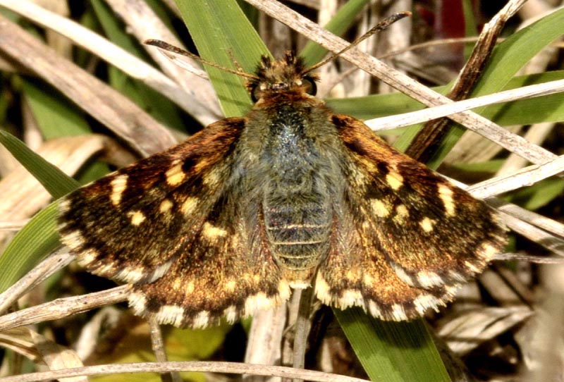 Lepidotteri dalla Sardegna